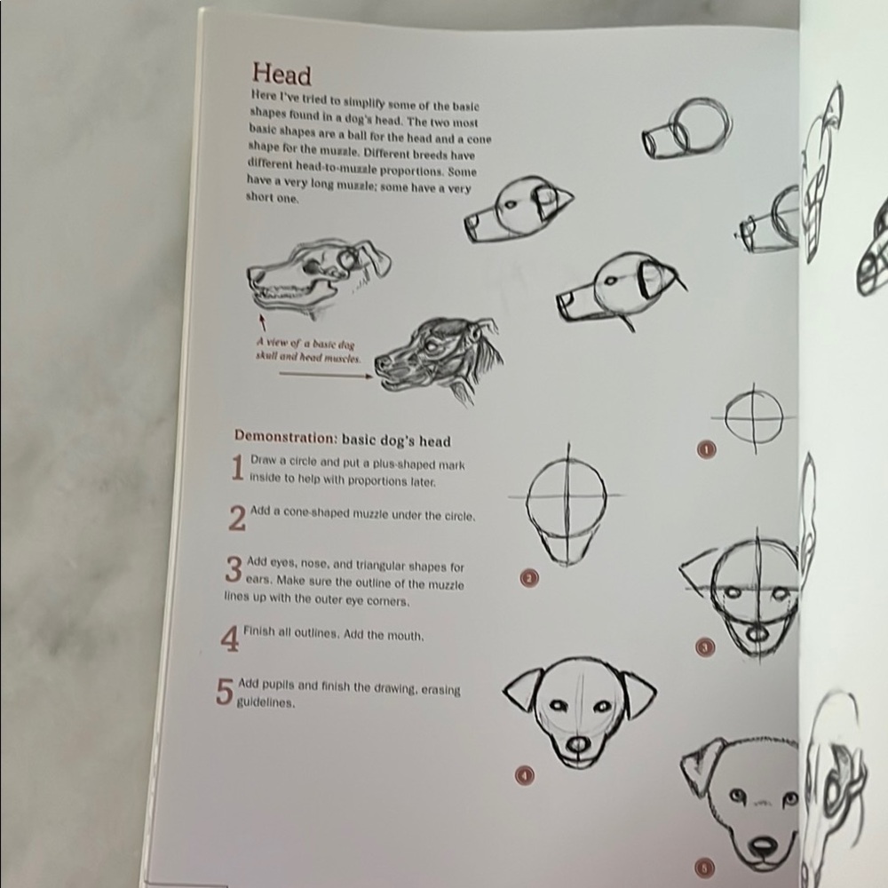The Artist's Guide to Drawing Animals by J. C. Amberlyn - Picture 8 of 16